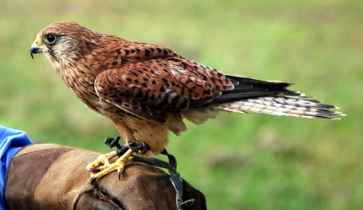 de view of a slender common kestrel (Falco tinnunculus) with black spots perched on a thick leather falconry glove.