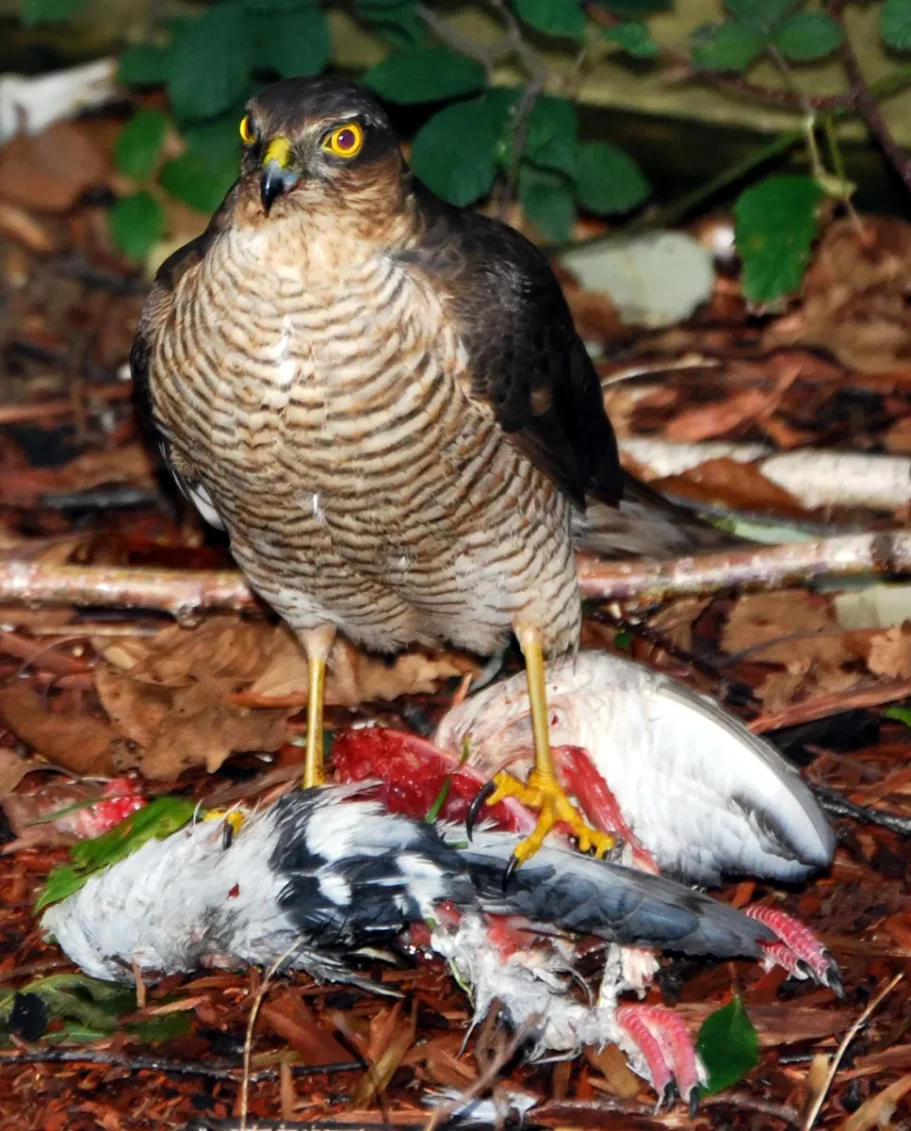 A Eurasian Sparrowhawk with a dark slate-grey back and a finely barred chest stands facing forward over its prey on a leaf-covered ground.