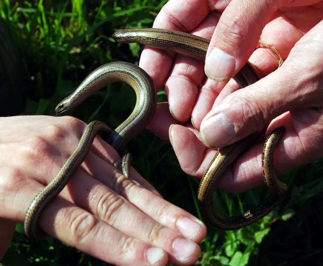 A close-up view of two smooth, bronzed common slow worms (Anguis fragilis) being gently held and examined in a person's cupped hands.