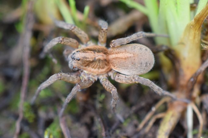 Trochosa ruricola