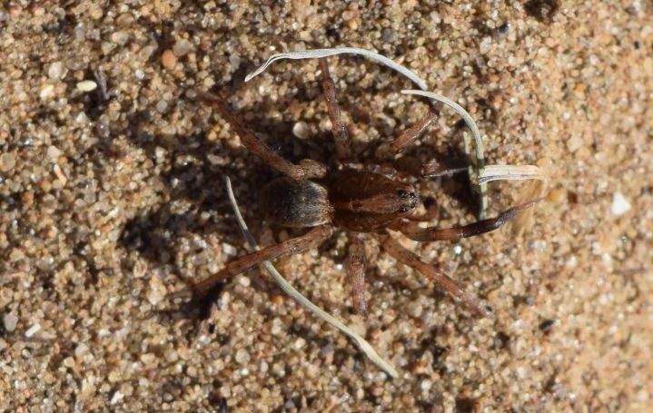 Trochosa terricola