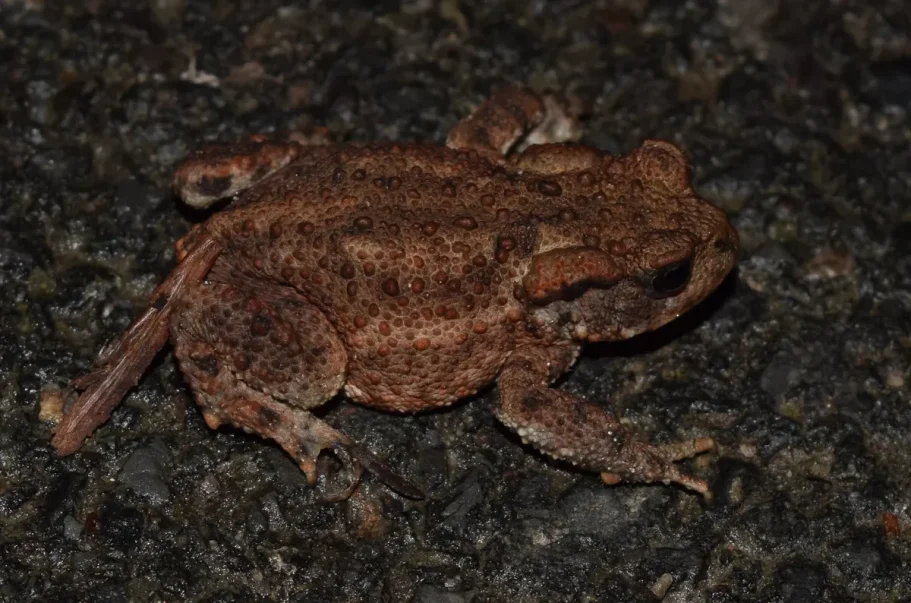 A juvenile Common toad covered in warts and glands.
