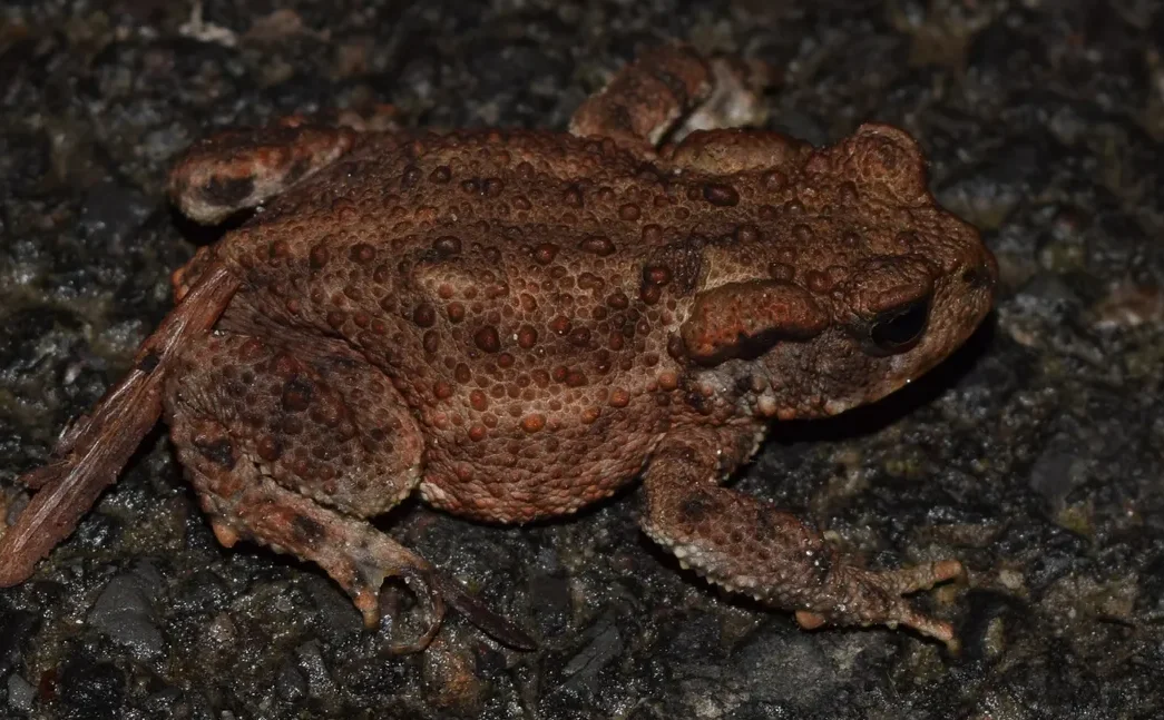 A close-up side view of a brown common toad (Bufo bufo) crawling across a rough, wet asphalt surface, showcasing its heavily textured body.