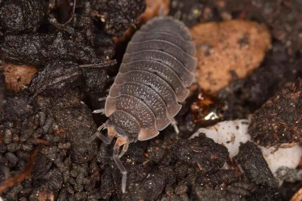 A high-angle, close-up photograph of a common rough woodlouse (Porcellio scaber) crawling over dark, damp soil mixed with decaying wood.