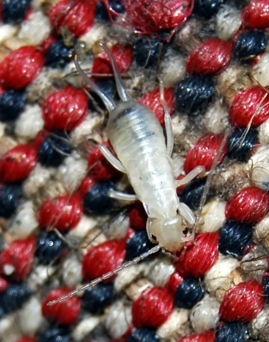 A translucent, white nymph earwig crawling on a woven red and black fabric.