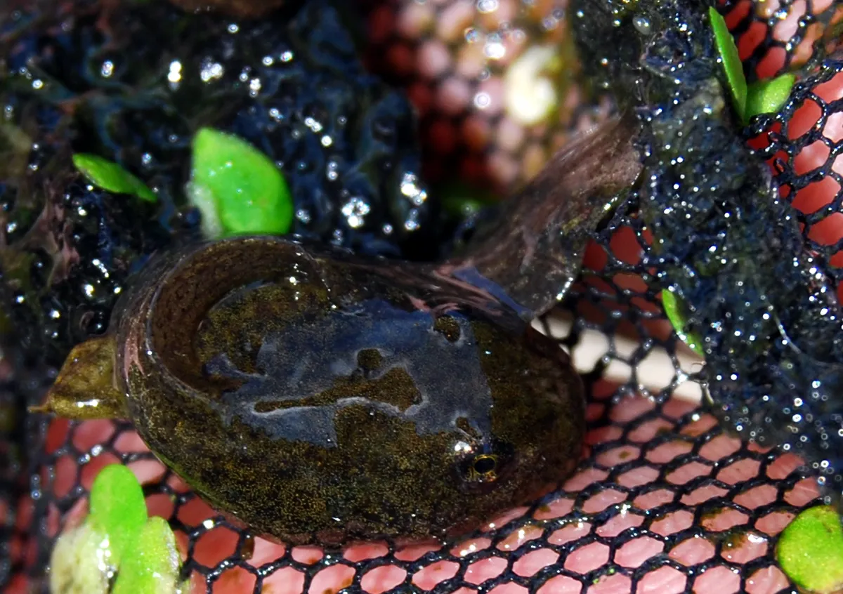 A close-up of a chunky, dark-colored frog tadpole with fine gold speckles resting in a wet, fine-mesh net.