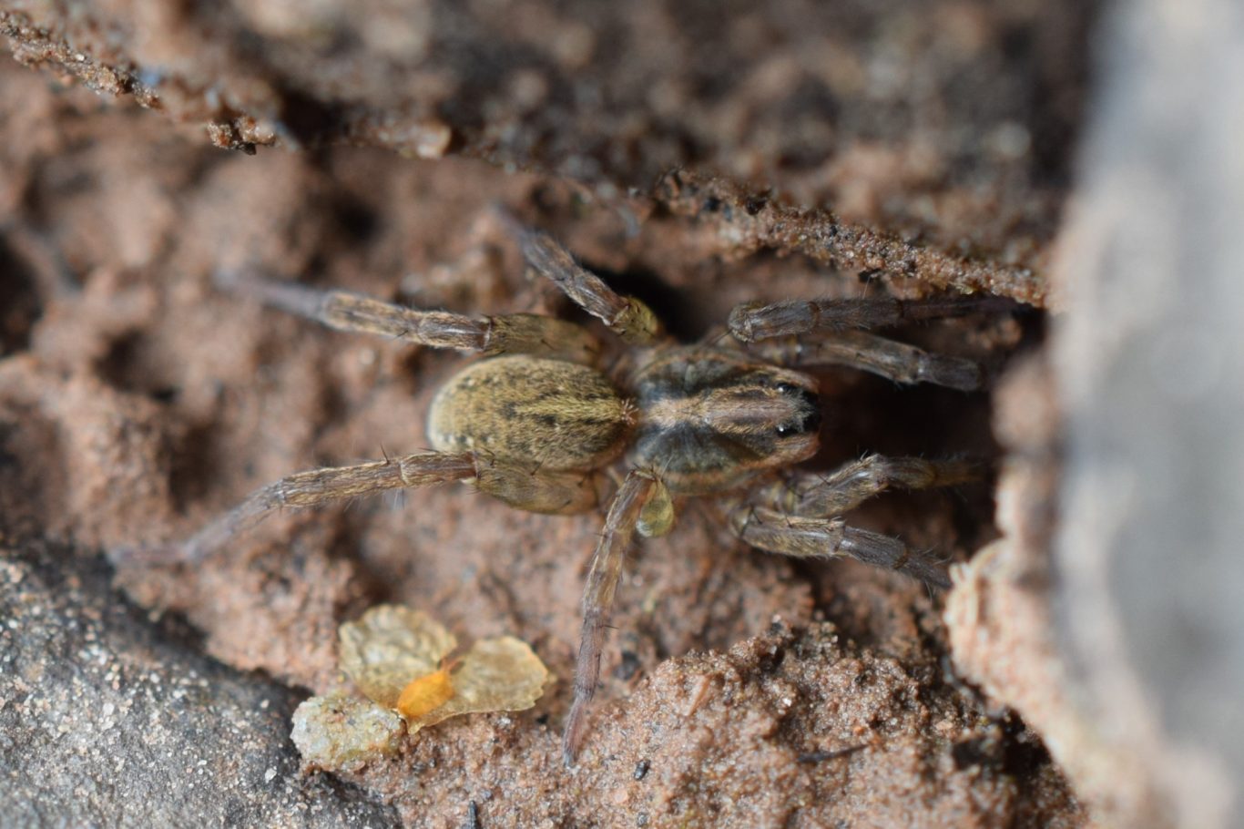 Trochosa ruricola
