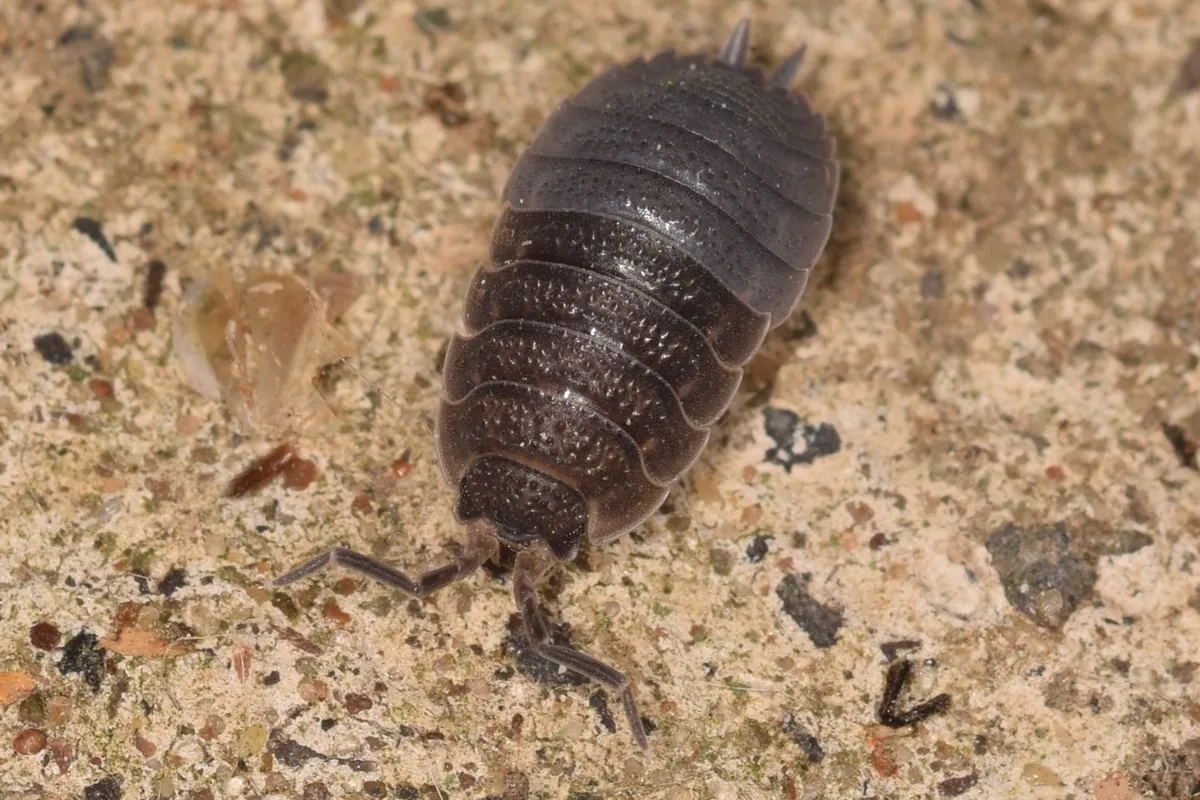 A Common Rough woodlouse crawling on coarse ground, showing a partially shed exoskeleton where the front half of its body is a darker grey.