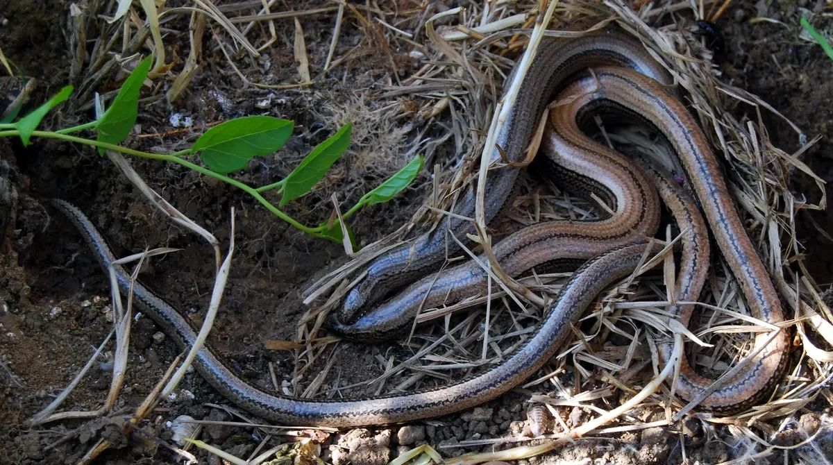 A top-down view of two legless common slow worms (Anguis fragilis) intertwined amidst loose soil, dry straw, and a small leafy branch.