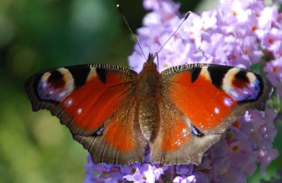 A top-down close-up view of a peacock butterfly (Aglais io) resting with its rusty-red wings fully spread on a cluster of purple buddleia.
