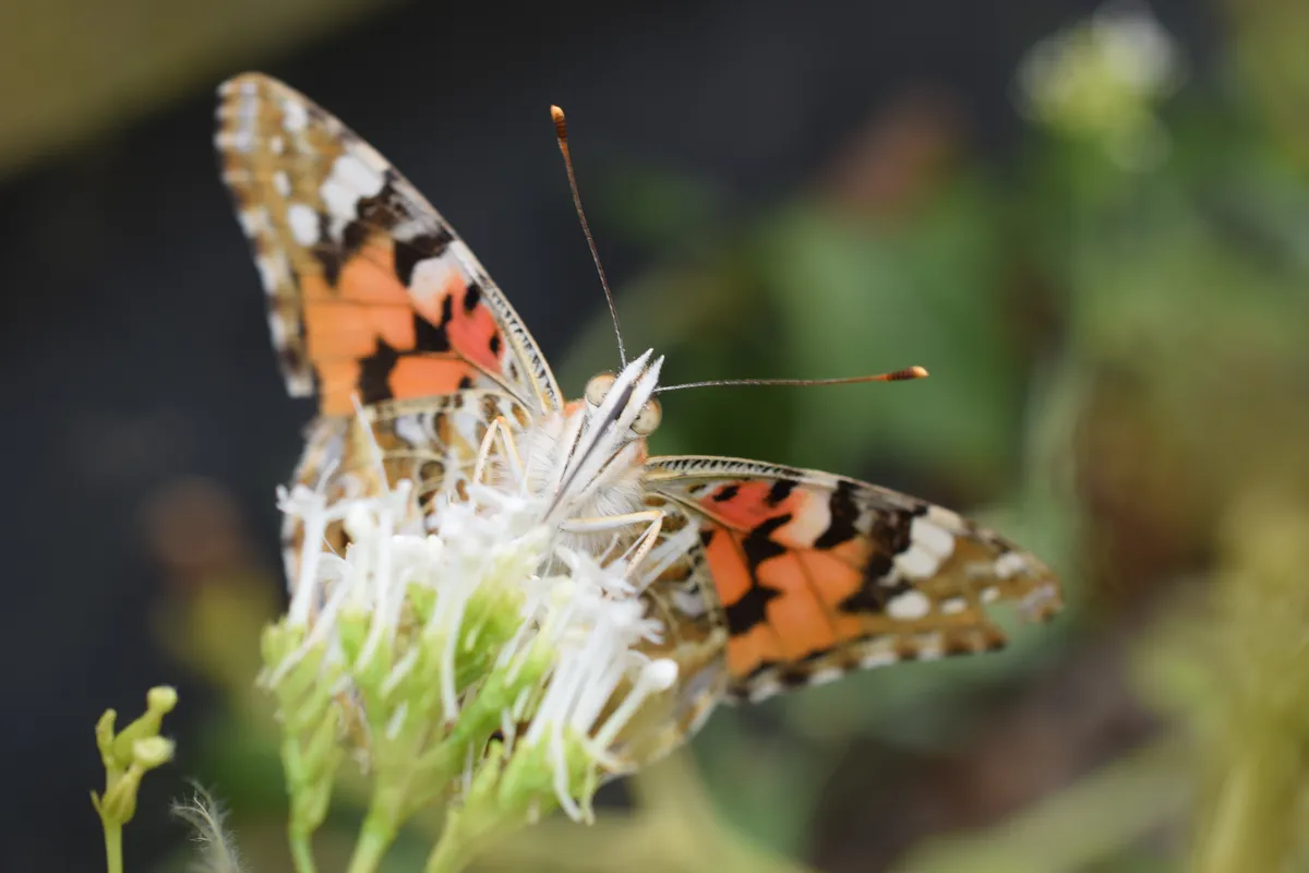 Close-up view of a Painted Lady butterfly (Vanessa cardui) with open wings feeding on white blossom.