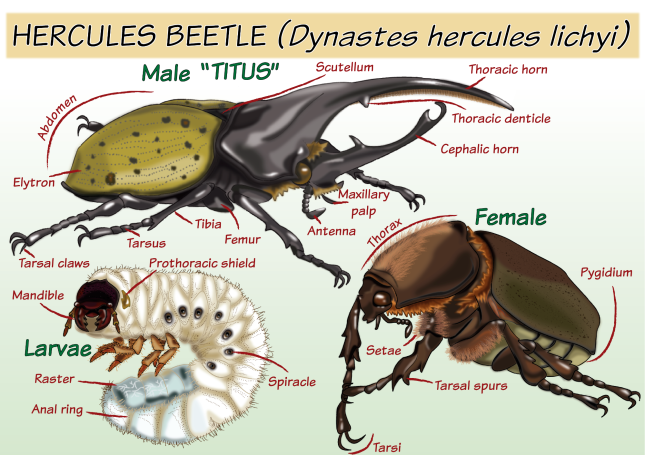 Dynastes hercules lichyi