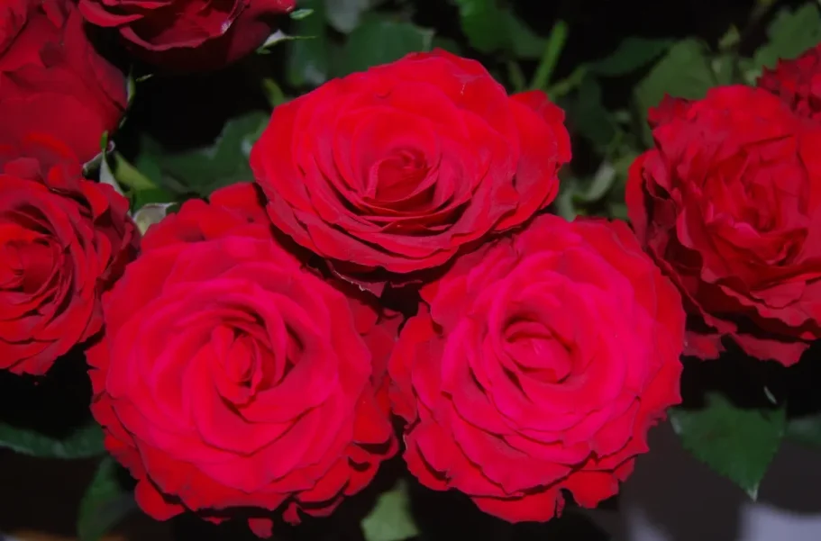 A close up shot of a bunch of bright red roses.