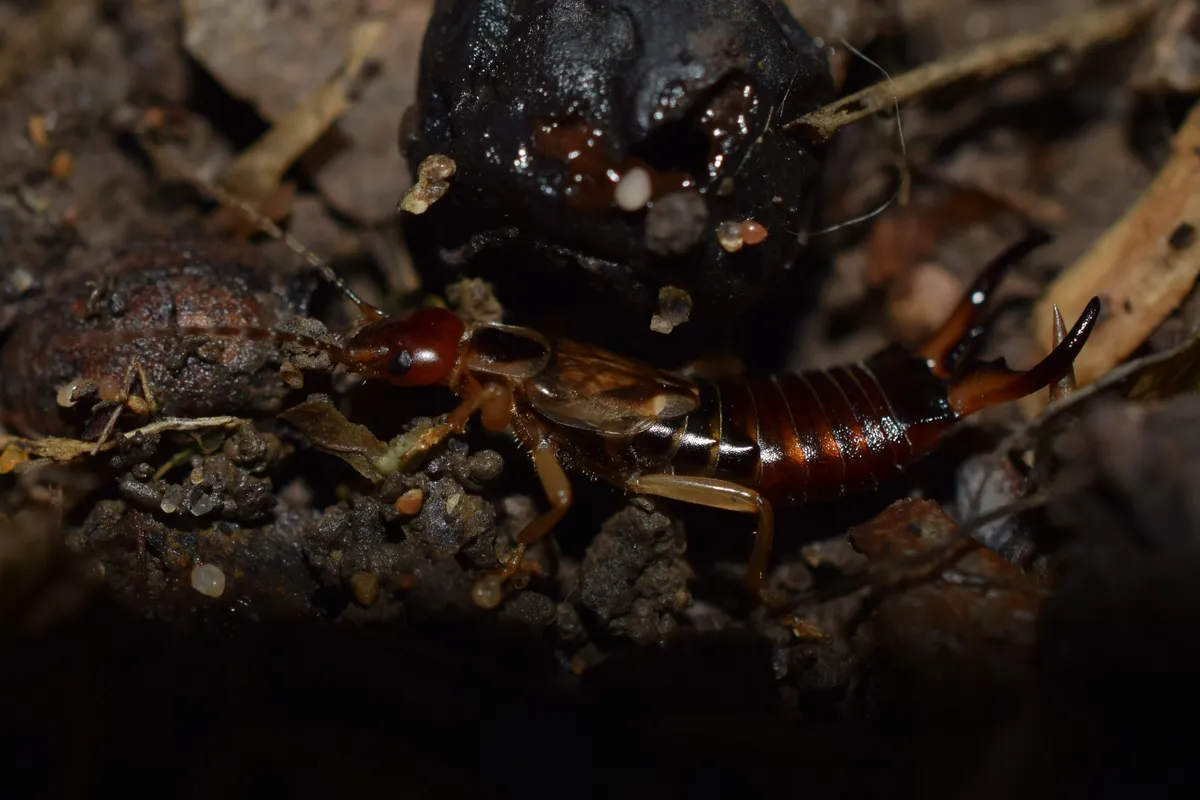 Close-up of an earwig emerging from dark, crumbly soil.