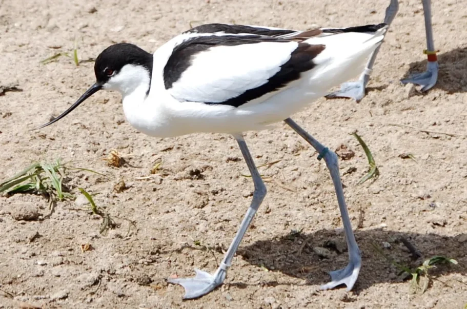 An Avocet searching for food with its long, narrow, recurved black bill.