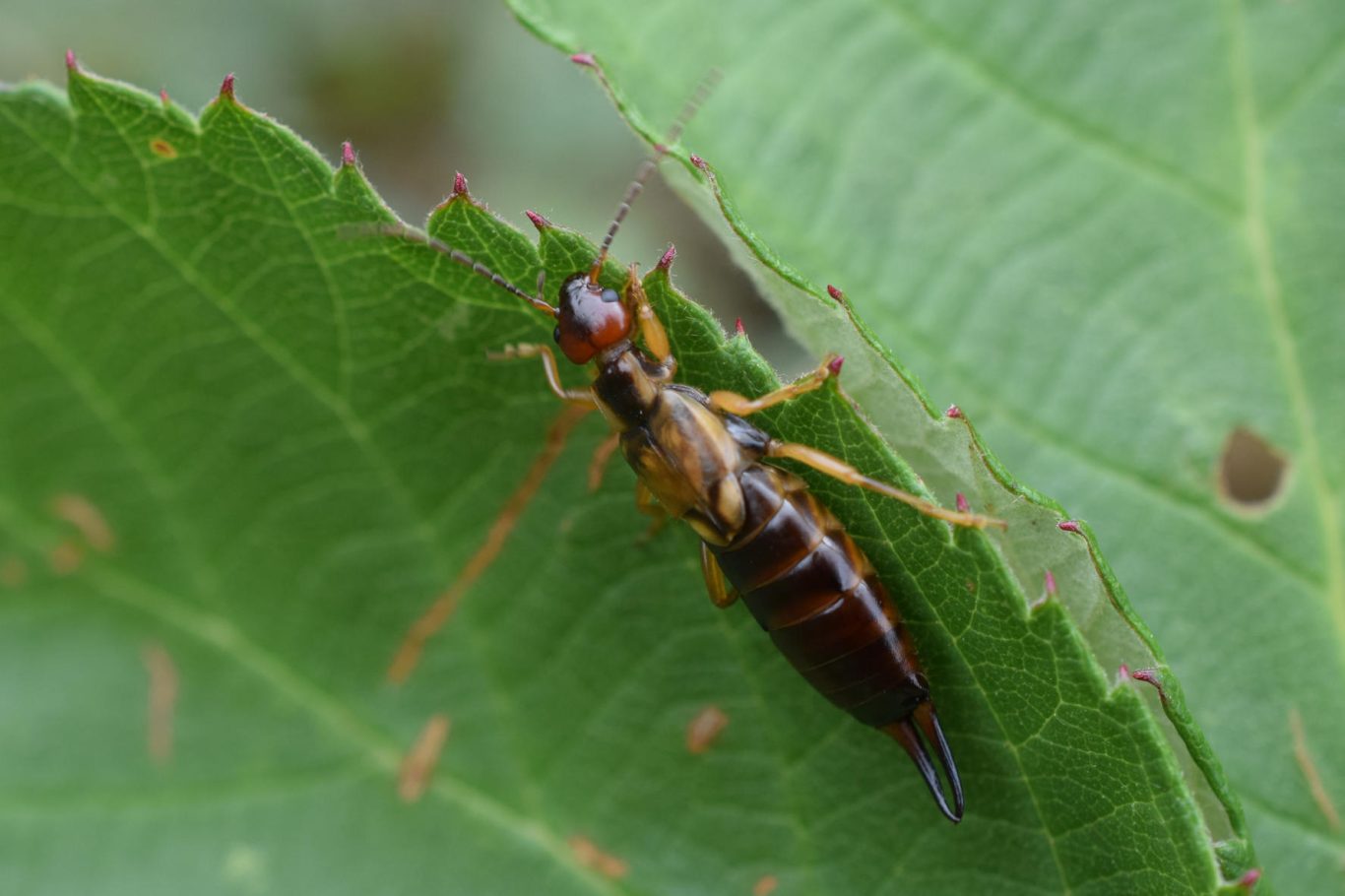 An earwig crawling along the edge of a vibrant green leaf.