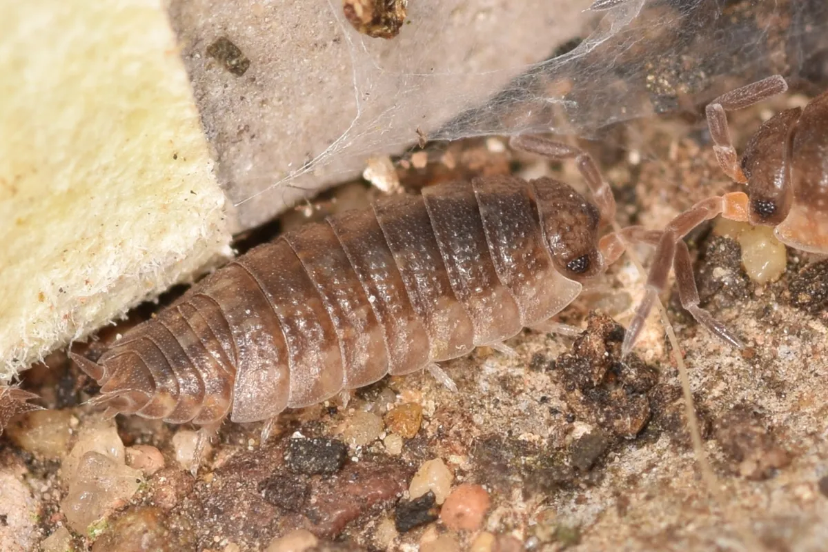 A lighter, brownish-grey Common Rough woodlouse nestled against a stone on rough soil and debris.