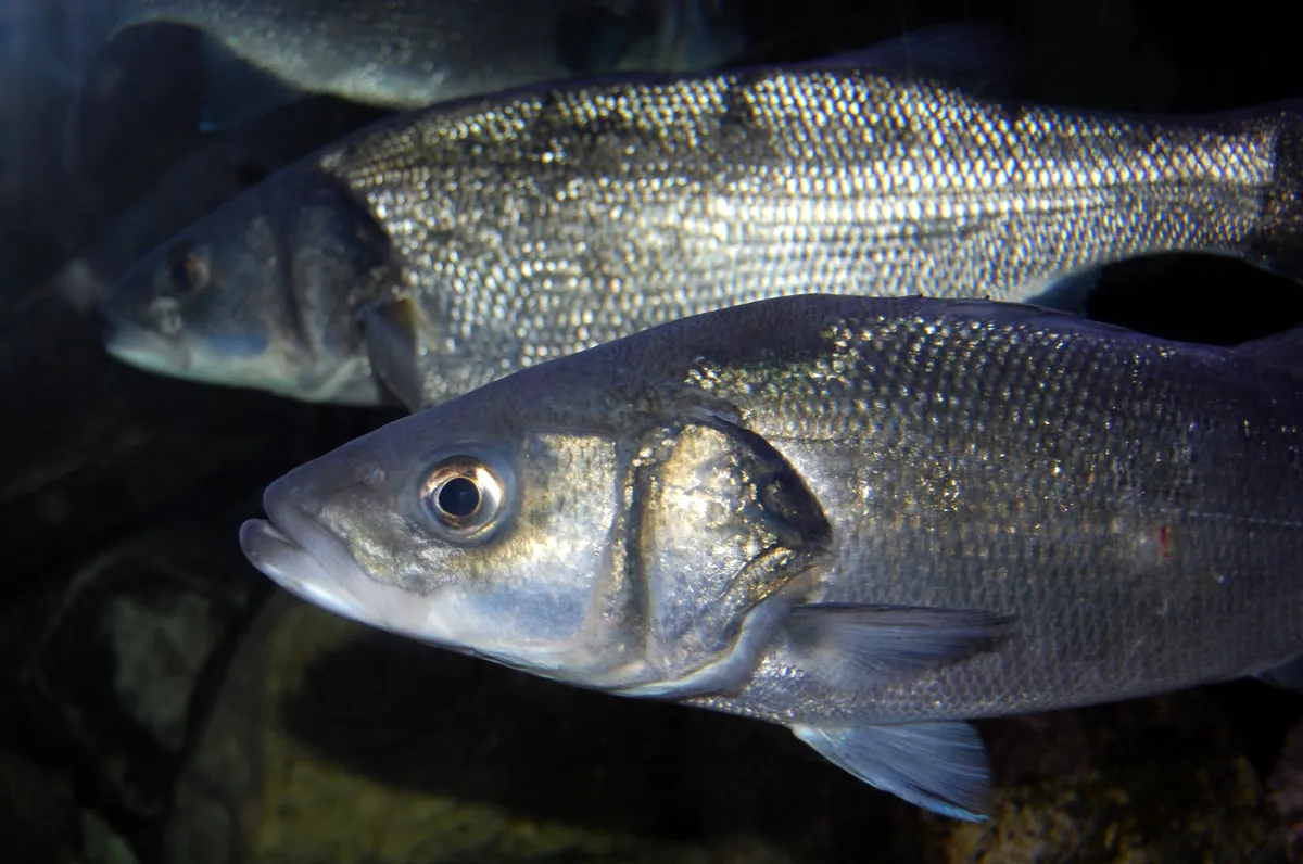 Close-up view of a European Seabass (Dicentrarchus labrax) underwater, highlighting its pointed snout, silvery scales, and large eyes.