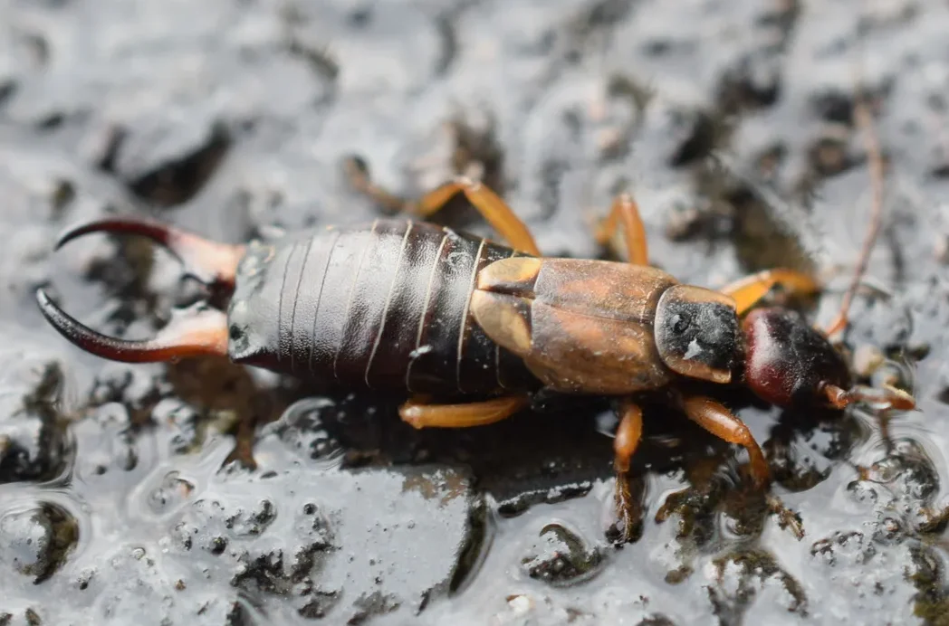 A top-down close-up view of a male common earwig (Forficula auricularia) crawling across a wet asphalt surface.