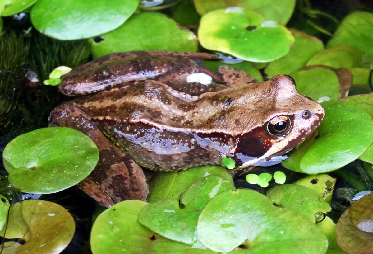 A close-up, high-angle view of a smooth-skinned common frog with a distinct reddish-brown and dark brown striped pattern.