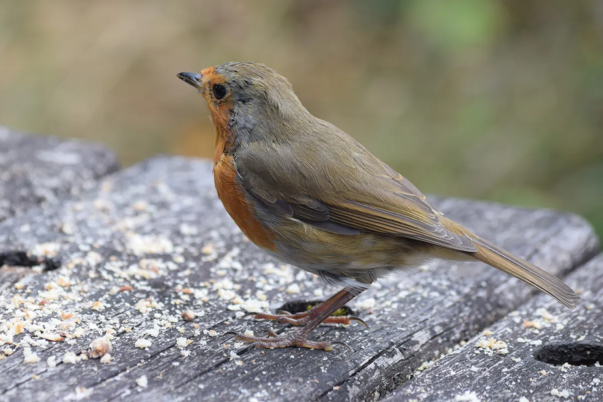 Side view of an adult European robin standing on a weathered grey stone surface.