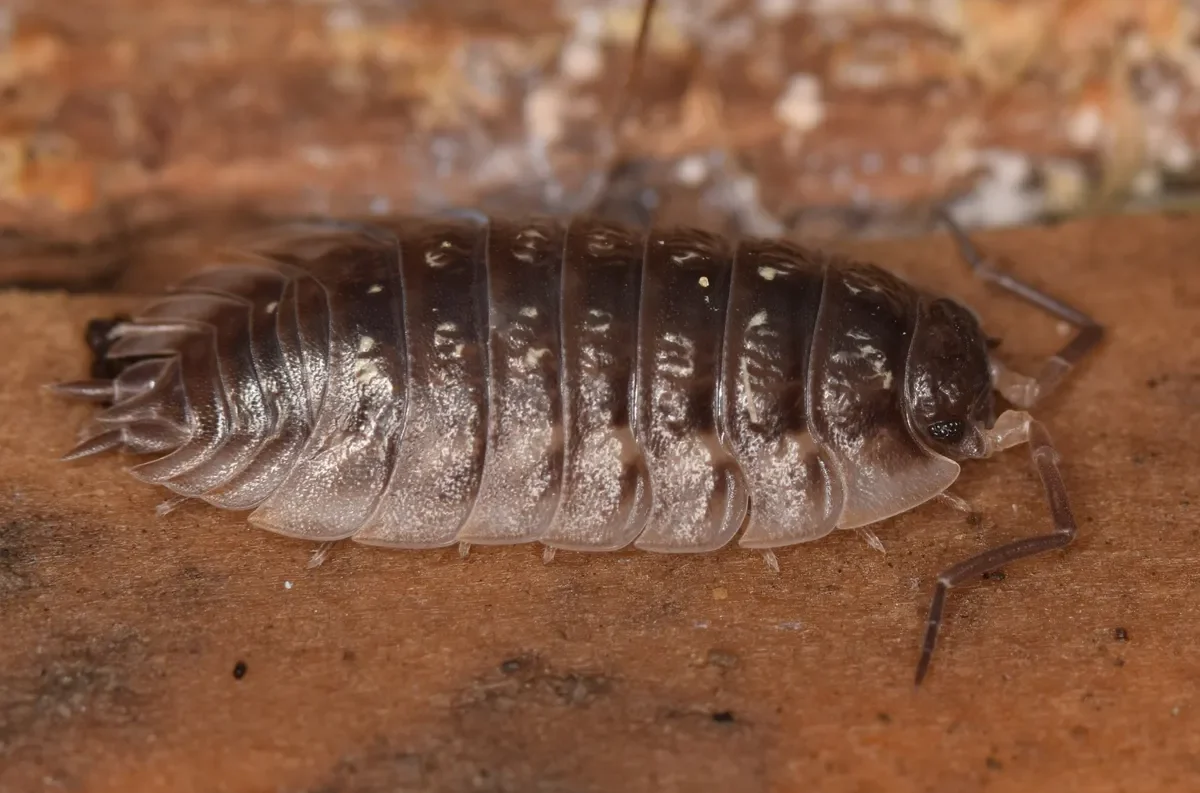 A common shiny woodlouse showing its broad, glossy segmented body with pale yellow patterns on a damp wooden surface.